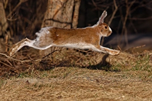 <b class=qtipBold><figcaption>Running rabbit</figcaption></b><br><em>© JIm Cumming</em> Running rabbit
