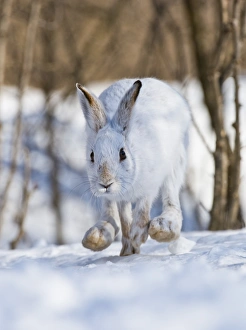 <b class=qtipBold><figcaption>Running Snowshoe Hare</figcaption></b><br>A Snowshoe Hare is running over the snow.<br><em>© copyright 2012</em> Running Snowshoe Hare