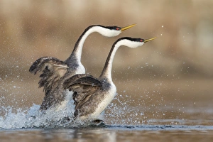 <b class=qtipBold><figcaption>The Rushing</figcaption></b><br>A pair of Western Grebe performing their courting ritual known as the Rushing.<br><em>© 2015 Phoo Chan</em> The Rushing