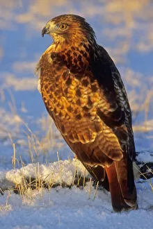 <b class=qtipBold><figcaption>Russell Burden</figcaption></b><br>Fine Art Storehouse Nature & Wildlife: Russell Burden<br><em>© RussellBurden</em> Russell Burden
