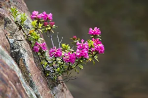 Rusty-leaved Alpenrose -Rhododendron ferrugineum-, Kaunertal valley, Tyrol, Austria Rusty-leaved Alpenrose -Rhododendron ferrugineum-, Kaunertal valley, Tyrol, Austria