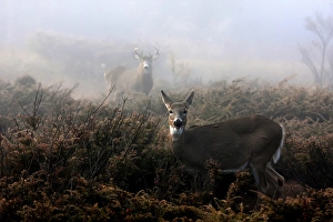 <b class=qtipBold><figcaption>The Rut is on</figcaption></b><br><em>© JIm Cumming</em> The Rut is on