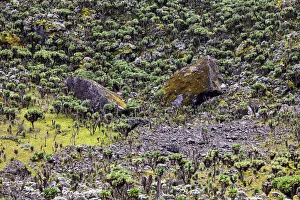 Rwenzori Mountains National Park Gallery: Rwenori Mountains, Uganda