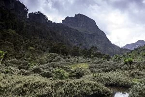 Rwenzori Mountains National Park Gallery: Rwenzori Mountain National Park