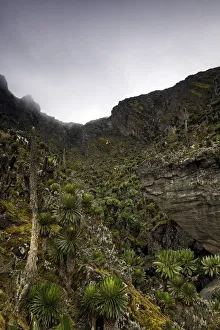 Rwenzori Mountains National Park Gallery: Rwenzori Mountains, Uganda