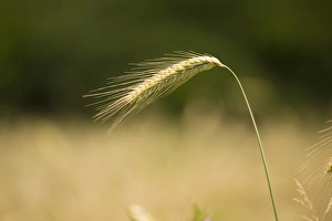 Rye -Secale cereale-, ear, North Rhine-Westphalia, Germany Rye -Secale cereale-, ear, North Rhine-Westphalia, Germany