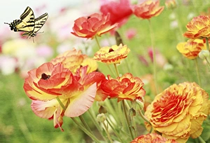 <b class=qtipBold><figcaption>S P R I N G F E V E R</figcaption></b><br>Colorful orange and yellow ranunculus and an in flight, Western Tiger Swallowtail butterfly.<br><em>© 2009-2010 Susan Gary</em> S P R I N G F E V E R