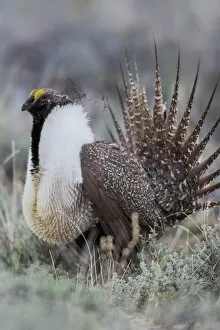 Images Dated 4th April 2007: Sage Grouse (Centrocercus urophasianus) male in meadow, Steens Mountain, Oregon, USA