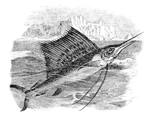Sailfish (istiophorus gladius)