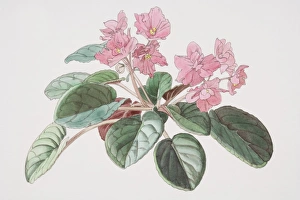 Saintpaulia, African Violet with pink flowers Saintpaulia, African Violet with pink flowers