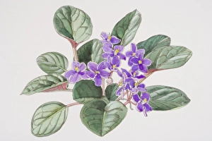 Saintpaulia, African Violet with purple flowers, elevated view Saintpaulia, African Violet with purple flowers, elevated view