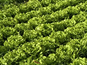 Healthy Eating Gallery: Salat growing in rows on a field, La Gomera, Valle Gran Rey, Canary Islands, Spain