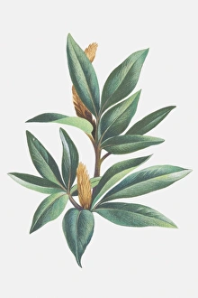 Salix herbacea, Dwarf Willow, leafy sprig and catkins Salix herbacea, Dwarf Willow, leafy sprig and catkins