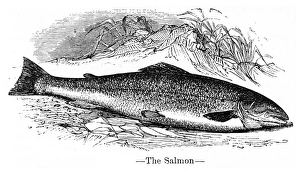Salmon engraving 1878 Salmon engraving 1878