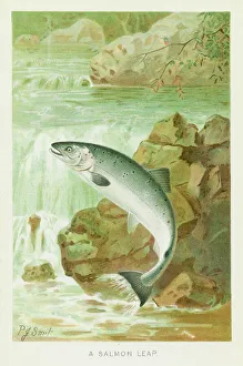 Salmon leap chromolithograph 1896