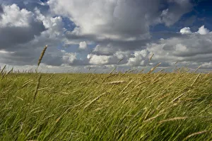 Salt meadows, Westerheversand, Westerhever, Eiderstedt, North Frisia, Schleswig-Holstein Salt meadows, Westerheversand, Westerhever, Eiderstedt, North Frisia, Schleswig-Holstein