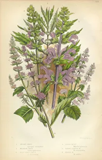 Salvia, Sage, Mint, Spearmint, Gypsywort, Victorian Botanical Illustration Salvia, Sage, Mint, Spearmint, Gypsywort, Victorian Botanical Illustration