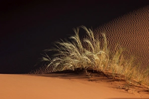 Sand dune with grass tuft, Namib Desert, Namibia Sand dune with grass tuft, Namib Desert, Namibia
