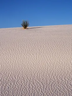 Sand Dune Patterns and Yucca Plants in White Sands National Monument, New Mexico, USA Sand Dune Patterns and Yucca Plants in White Sands National Monument, New Mexico, USA