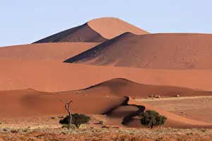 Sand dunes, Camel thorn trees (Vachellia erioloba) at the front, Sossusvlei, Namib Desert Sand dunes, Camel thorn trees (Vachellia erioloba) at the front, Sossusvlei, Namib Desert