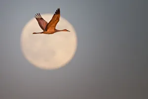 <b class=qtipBold><figcaption>Sand hill crane</figcaption></b><br>Sand hill crane at golden hour.<br><em>© Phoo Chan</em> Sand hill crane