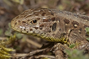 Sand Lizard -Lacerta agilis-, female, Untergroningen, Abtsgmuend, Baden-Wurttemberg Sand Lizard -Lacerta agilis-, female, Untergroningen, Abtsgmuend, Baden-Wurttemberg