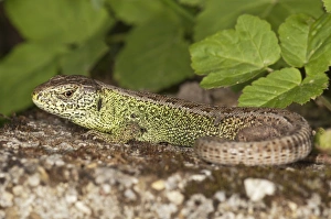 Sand lizard -Lacerta agilis-, male sunbathing, Untergroeningen, Baden-Wuerttemberg Sand lizard -Lacerta agilis-, male sunbathing, Untergroeningen, Baden-Wuerttemberg