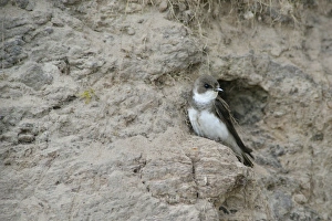 Sand Martin -Riparia riparia-, Emsland, Lower Saxony, Germany Sand Martin -Riparia riparia-, Emsland, Lower Saxony, Germany