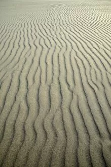 Mud Flat Gallery: Sand ripples, Kniepsand beach, Amrum Island, Nordfriesland, North Frisia, Schleswig-Holstein