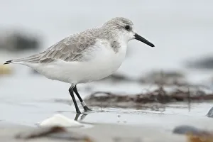 Sanderling -Calidris alba- on a beach in search of food, Dune island, Helgoland, Schleswig-Holstein Sanderling -Calidris alba- on a beach in search of food, Dune island, Helgoland, Schleswig-Holstein