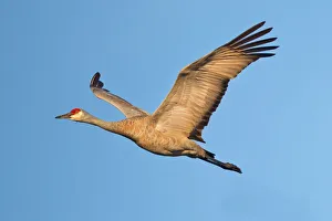 <b class=qtipBold><figcaption>Sandhill bird</figcaption></b><br>Sandhill on flight.<br><em>© Phoo Chan</em> Sandhill bird