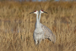 <b class=qtipBold><figcaption>Sandhill Crane</figcaption></b><br>A pair of Sandhill Crane in the feeding field.<br><em>© 2013 Phoo Chan</em> Sandhill Crane