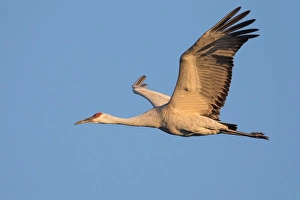 <b class=qtipBold><figcaption>Sandhill Crane</figcaption></b><br>A Sandhill Crane in flight.<br><em>© 2013 Phoo Chan</em> Sandhill Crane