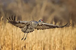 <b class=qtipBold><figcaption>Sandhill Crane</figcaption></b><br>Sandhill Crane at Bosque del Apache, New Mexico.<br><em>© Phoo Chan</em> Sandhill Crane