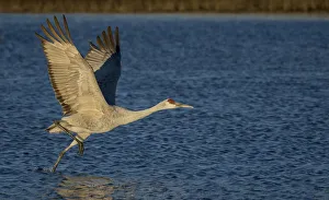 <b class=qtipBold><figcaption>Sandhill Cranes</figcaption></b><br>sandhill crane taking off against a background of water<br><em>© RussellBurden</em> Sandhill Cranes