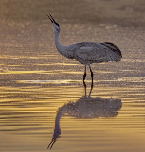 <b class=qtipBold><figcaption>Sandhill Cranes</figcaption></b><br>sandhill crane getting a drink at sunset in reflection<br><em>© RussellBurden</em> Sandhill Cranes