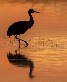 <b class=qtipBold><figcaption>Sandhill Cranes</figcaption></b><br>sandhill cranes in water in silhouette at sunset<br><em>© RussellBurden</em> Sandhill Cranes