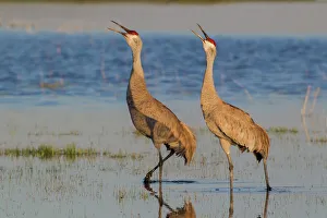 Sandhill Cranes (Antigone canadensis) pair in wetland, Oregon, USA Sandhill Cranes (Antigone canadensis) pair in wetland, Oregon, USA