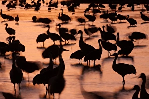 Sandhill cranes, Grus canadensis, Bosque del Apache National Wildlife Refuge, New Mexico Sandhill cranes, Grus canadensis, Bosque del Apache National Wildlife Refuge, New Mexico