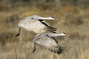 Sandhill Cranes (Grus canadensis) in flight, New Mexico, USA Sandhill Cranes (Grus canadensis) in flight, New Mexico, USA