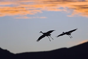 Sandhill Cranes (Grus canadensis) in flight at sunset, Bosque del Apache Wildlife Refuge Sandhill Cranes (Grus canadensis) in flight at sunset, Bosque del Apache Wildlife Refuge