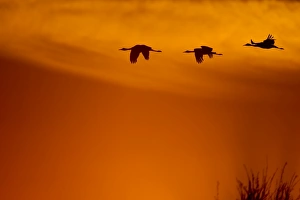 <b class=qtipBold><figcaption>Sandhill at golden sunrise</figcaption></b><br>Three sandhill birds on flight.<br><em>© Phoo Chan</em> Sandhill at golden sunrise