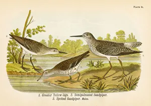 Spotted Sandpiper Gallery: Sandpiper bird lithograph 1890