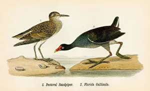 Sandpiper and Gallinule bird lithograph 1890 Sandpiper and Gallinule bird lithograph 1890