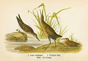 Related Images Gallery: Sandpiper and rail bird lithograph 1890