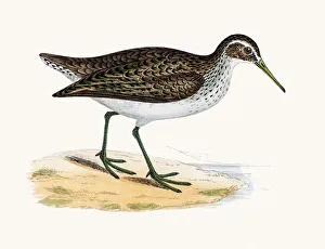 <b class=qtipBold><figcaption>Sandpiper wader shorebird</figcaption></b><br>A photograph of an original hand-colored engraving from The History of British Birds by Morris published in 1853-1891.<br><em>© mashuk</em> Sandpiper wader shorebird
