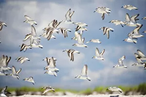 Images Dated 10th August 2013: SandPipers in Flight Over Fire Island