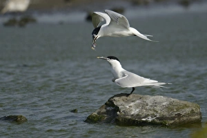 Sandwich Tern -Sterna sandvicensis-, handing over fish to partner in flight, Texel Sandwich Tern -Sterna sandvicensis-, handing over fish to partner in flight, Texel
