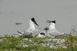 Sandwich Terns -Sterna sandvicensis-, in the breeding colony, Texel, The Netherlands Sandwich Terns -Sterna sandvicensis-, in the breeding colony, Texel, The Netherlands