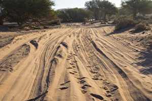 Sandy track, Sossusvlei, Namib Naukluft Park, Namibia Sandy track, Sossusvlei, Namib Naukluft Park, Namibia